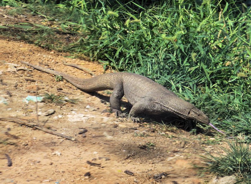 G (61) Land Monitor - Yala NP.JPG